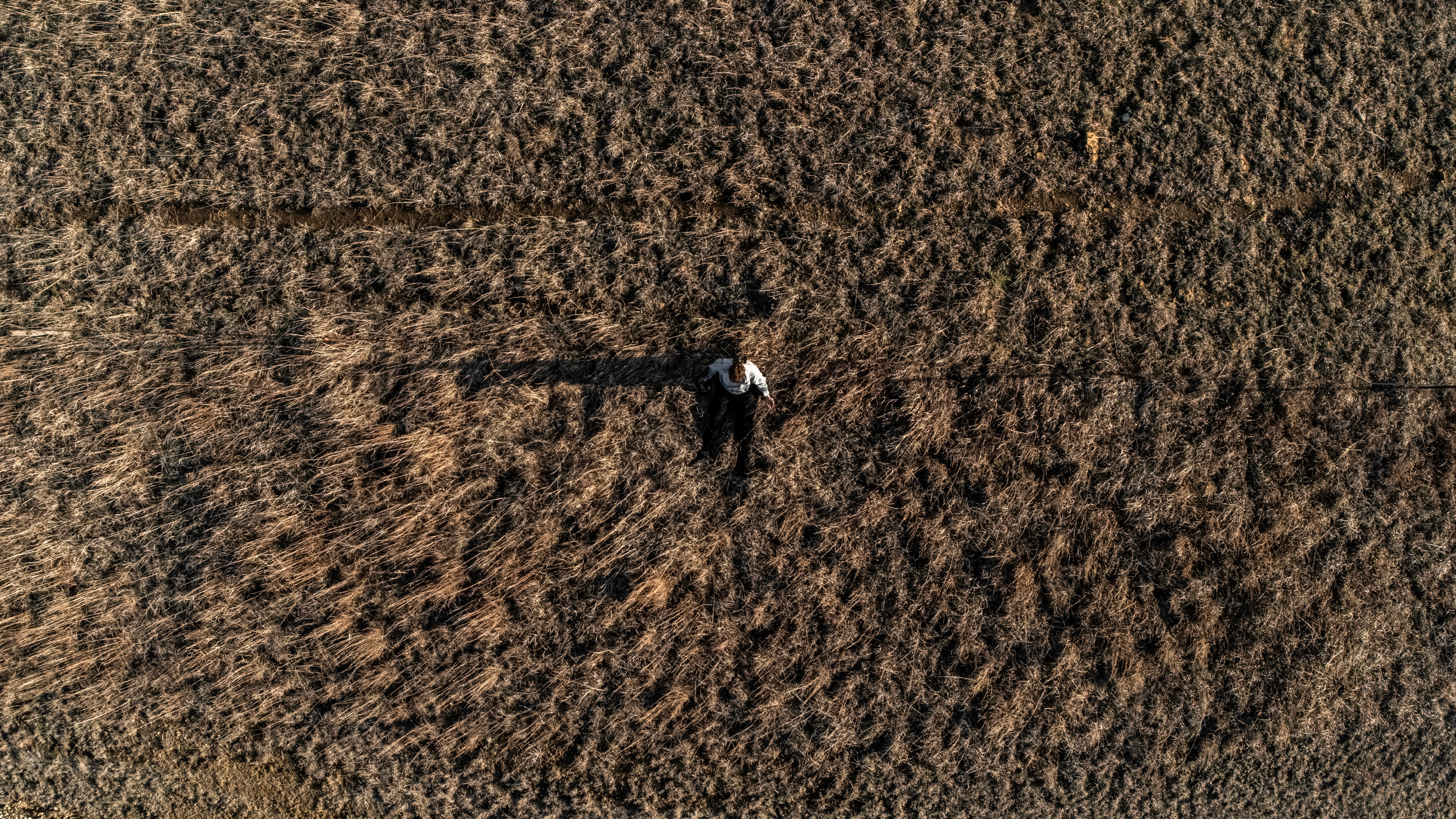 Aerial top-down view of a figure in a harvested field